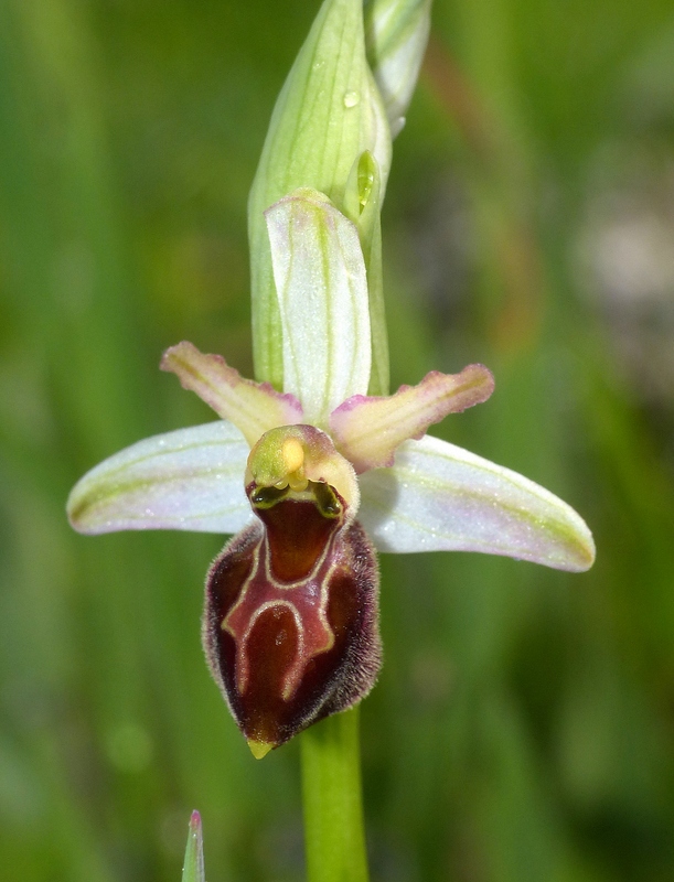 Ophrys montis-leonis sulla costa tirrenica laziale e sugli Aurunci  marzo 2024